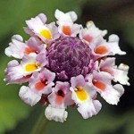 Λίππια Έρπουσα (Phyla nodiflora-συν. Lippia nodiflora) Φυτό - Πολυετή Καλλωπιστικά Φυτά