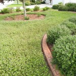 Λίππια Έρπουσα (Phyla nodiflora-συν. Lippia nodiflora) Φυτό - Πολυετή Καλλωπιστικά Φυτά