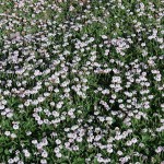 Λίππια Έρπουσα (Phyla nodiflora-συν. Lippia nodiflora) Φυτό - Πολυετή Καλλωπιστικά Φυτά
