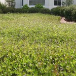 Λίππια Έρπουσα (Phyla nodiflora-συν. Lippia nodiflora) Φυτό - Πολυετή Καλλωπιστικά Φυτά