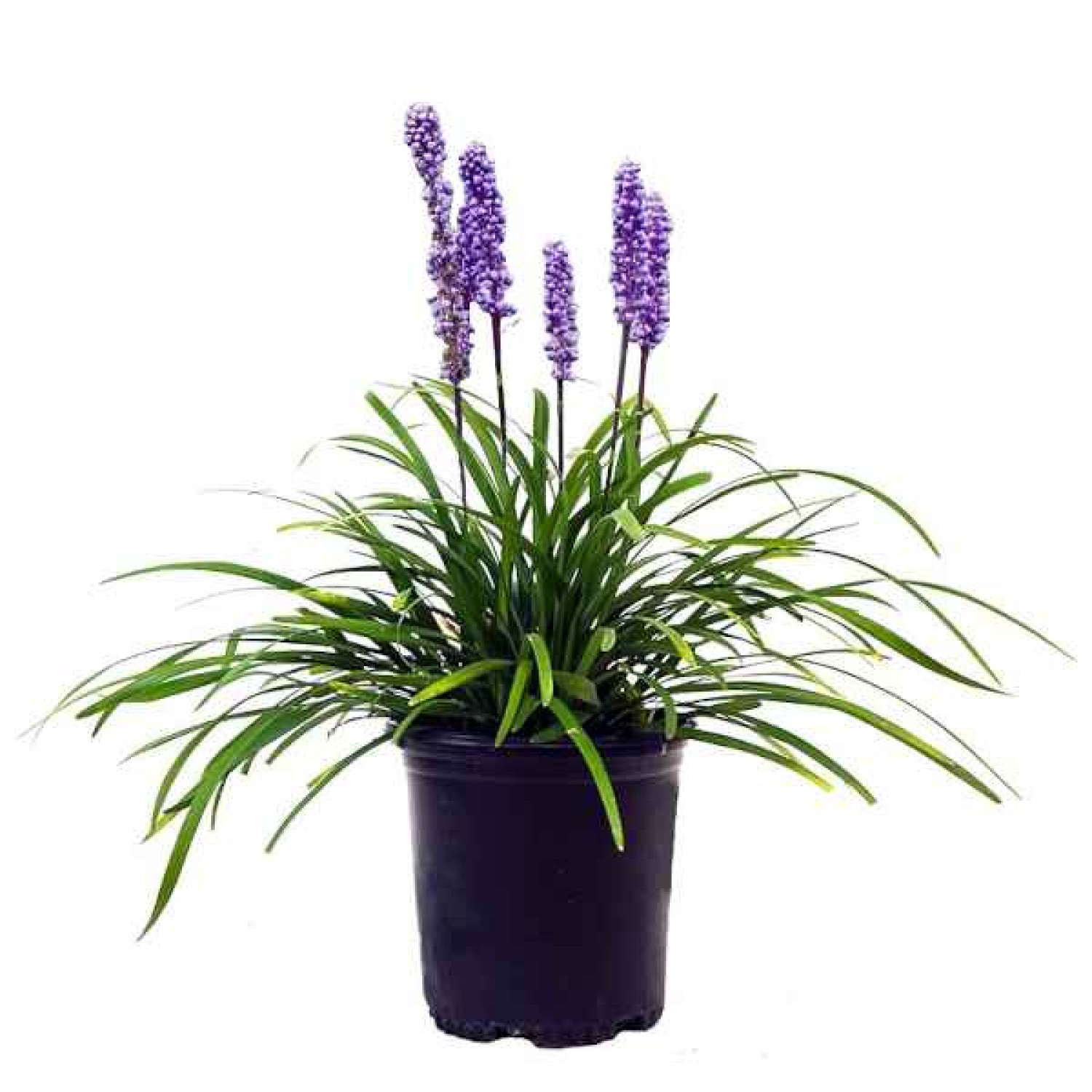 Λιριόπη (Liriope muscari) Φυτό Φυτό Ανθοφόρο - Πολυετή Ανθοφόρα Φυτά