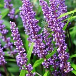 Λιριόπη (Liriope muscari) Φυτό Φυτό Ανθοφόρο - Πολυετή Ανθοφόρα Φυτά