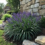 Λιριόπη (Liriope muscari) Φυτό Φυτό Ανθοφόρο - Πολυετή Ανθοφόρα Φυτά