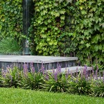 Λιριόπη (Liriope muscari) Φυτό Φυτό Ανθοφόρο - Πολυετή Ανθοφόρα Φυτά