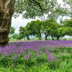 Λιριόπη (Liriope muscari) Φυτό Φυτό Ανθοφόρο - Πολυετή Ανθοφόρα Φυτά