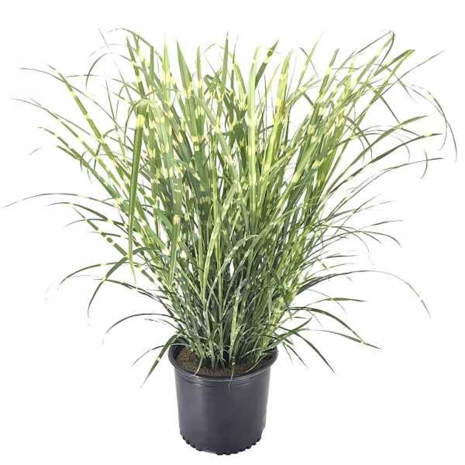 Μίσχανθος Zebrinus (Miscanthus sinensis 'Zebrinus'-Μίσχανθος ο σινικός 'Zebrinus') Φυτό - Πολυετή Αγρωστώδη Φυτά