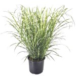 Μίσχανθος Zebrinus (Miscanthus sinensis 'Zebrinus'-Μίσχανθος ο σινικός 'Zebrinus') Φυτό - Πολυετή Αγρωστώδη Φυτά