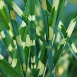 Μίσχανθος Zebrinus (Miscanthus sinensis 'Zebrinus'-Μίσχανθος ο σινικός 'Zebrinus') Φυτό - Πολυετή Αγρωστώδη Φυτά