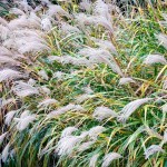Μίσχανθος Zebrinus (Miscanthus sinensis 'Zebrinus'-Μίσχανθος ο σινικός 'Zebrinus') Φυτό - Πολυετή Αγρωστώδη Φυτά