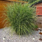 Μίσχανθος Zebrinus (Miscanthus sinensis 'Zebrinus'-Μίσχανθος ο σινικός 'Zebrinus') Φυτό - Πολυετή Αγρωστώδη Φυτά