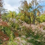 Μίσχανθος Zebrinus (Miscanthus sinensis 'Zebrinus'-Μίσχανθος ο σινικός 'Zebrinus') Φυτό - Πολυετή Αγρωστώδη Φυτά
