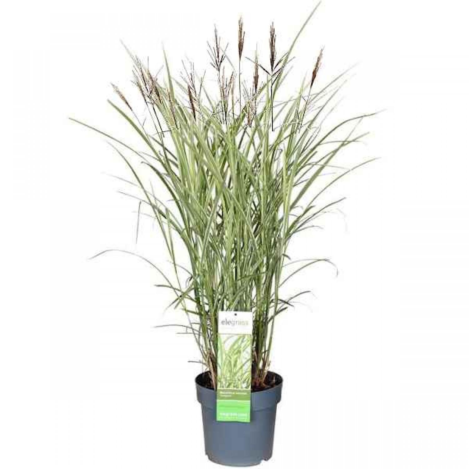 Μίσχανθος Πανασέ (Miscanthus sinensis 'Variegatus'-Μίσχανθος ο σινικός 'Zebrinus') Φυτό - Πολυετή Αγρωστώδη Φυτά