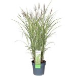 Μίσχανθος Πανασέ (Miscanthus sinensis 'Variegatus'-Μίσχανθος ο σινικός 'Zebrinus') Φυτό - Πολυετή Αγρωστώδη Φυτά