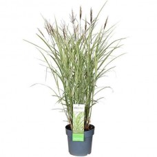 Μίσχανθος Πανασέ (Miscanthus sinensis 'Variegatus'-Μίσχανθος ο σινικός 'Zebrinus') Φυτό - Πολυετή Αγρωστώδη Φυτά