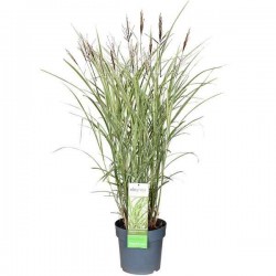 Μίσχανθος Πανασέ (Miscanthus sinensis 'Variegatus'-Μίσχανθος ο σινικός 'Zebrinus') Φυτό - Πολυετή Αγρωστώδη Φυτά