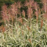 Μίσχανθος Πανασέ (Miscanthus sinensis 'Variegatus'-Μίσχανθος ο σινικός 'Zebrinus') Φυτό - Πολυετή Αγρωστώδη Φυτά