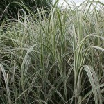Μίσχανθος Πανασέ (Miscanthus sinensis 'Variegatus'-Μίσχανθος ο σινικός 'Zebrinus') Φυτό - Πολυετή Αγρωστώδη Φυτά
