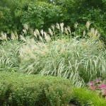 Μίσχανθος Πανασέ (Miscanthus sinensis 'Variegatus'-Μίσχανθος ο σινικός 'Zebrinus') Φυτό - Πολυετή Αγρωστώδη Φυτά