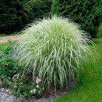 Μίσχανθος Πανασέ (Miscanthus sinensis 'Variegatus'-Μίσχανθος ο σινικός 'Zebrinus') Φυτό - Πολυετή Αγρωστώδη Φυτά