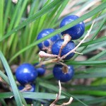 Οφιοπώγων Πράσινος (Ophiopogon japonicus) Φυτό - Πολυετή Εδαφοκαλυπτικά Φυτά