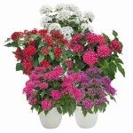 Πέντας ή Πεντάδα (Pentas lanceolata) Φυτό Ανθοφόρο - Πολυετή Ανθοφόρα Φυτά