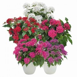 Πέντας ή Πεντάδα (Pentas lanceolata) Φυτό Ανθοφόρο - Πολυετή Ανθοφόρα Φυτά