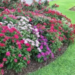 Πέντας ή Πεντάδα (Pentas lanceolata) Φυτό Ανθοφόρο - Πολυετή Ανθοφόρα Φυτά