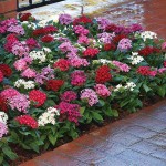 Πέντας ή Πεντάδα (Pentas lanceolata) Φυτό Ανθοφόρο - Πολυετή Ανθοφόρα Φυτά