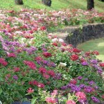 Πέντας ή Πεντάδα (Pentas lanceolata) Φυτό Ανθοφόρο - Πολυετή Ανθοφόρα Φυτά