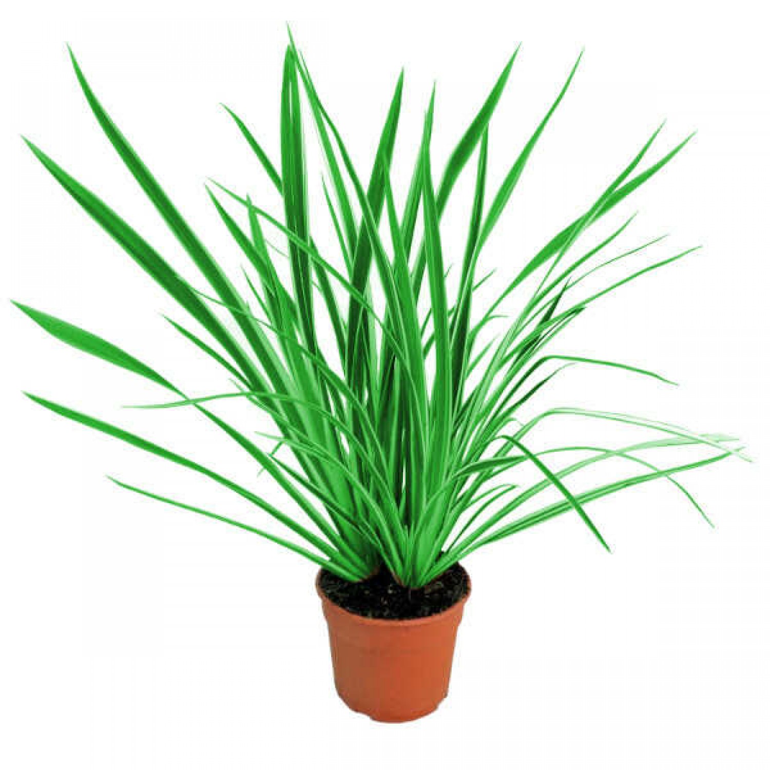 Φόρμιο Πράσινο (Phormium tenax) Φυτό Ποώδες - Φόρμια, Φυτά Φυλλώματος, Ποώδη Φόρμιο Πράσινο (Phormium tenax) Φυτό Ποώδες