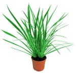 Φόρμιο Πράσινο (Phormium tenax) Φυτό Ποώδες - Φόρμια, Φυτά Φυλλώματος, Ποώδη Φόρμιο Πράσινο (Phormium tenax) Φυτό Ποώδες