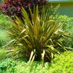 Φόρμιο Πράσινο (Phormium tenax) Φυτό Ποώδες - Φόρμια, Φυτά Φυλλώματος, Ποώδη Φόρμιο Πράσινο (Phormium tenax) Φυτό Ποώδες