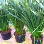 Φόρμιο Πράσινο (Phormium tenax) Φυτό Ποώδες - Φόρμια, Φυτά Φυλλώματος, Ποώδη Φόρμιο Πράσινο (Phormium tenax) Φυτό Ποώδες