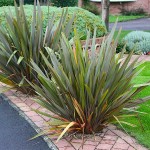 Φόρμιο Πράσινο (Phormium tenax) Φυτό Ποώδες - Φόρμια, Φυτά Φυλλώματος, Ποώδη Φόρμιο Πράσινο (Phormium tenax) Φυτό Ποώδες