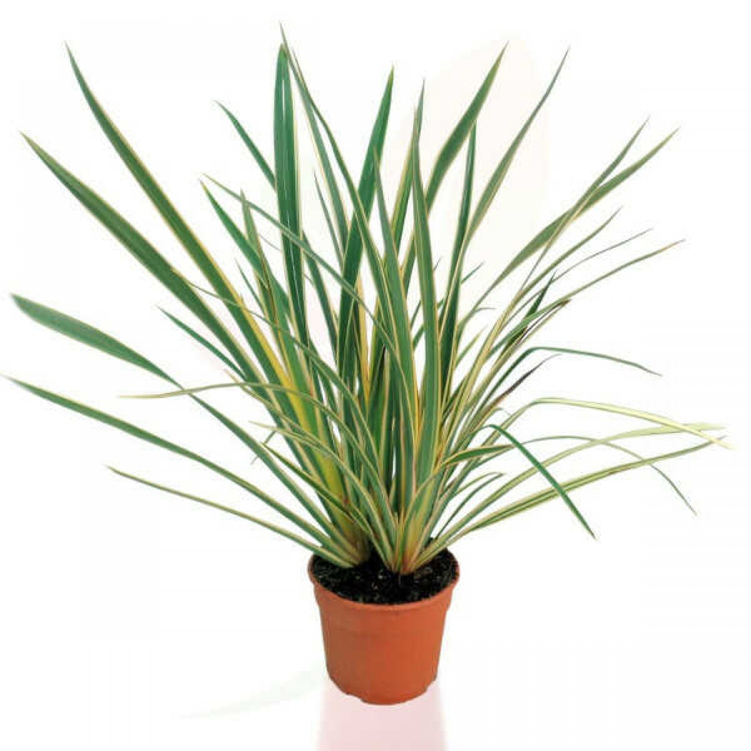 Φόρμιο Πανασέ (Phormium tenax 'Variegatum') Φυτό Ποώδες