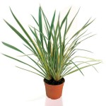 Φόρμιο Πανασέ (Phormium tenax 'Variegatum') Φυτό Ποώδες