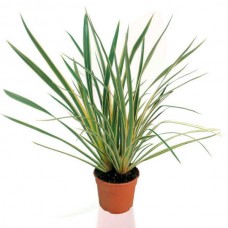 Φόρμιο Πανασέ (Phormium tenax 'Variegatum') Φυτό Ποώδες