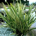 Φόρμιο Πανασέ (Phormium tenax 'Variegatum') Φυτό Ποώδες