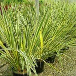 Φόρμιο Πανασέ (Phormium tenax 'Variegatum') Φυτό Ποώδες