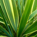 Φόρμιο Πανασέ (Phormium tenax 'Variegatum') Φυτό Ποώδες