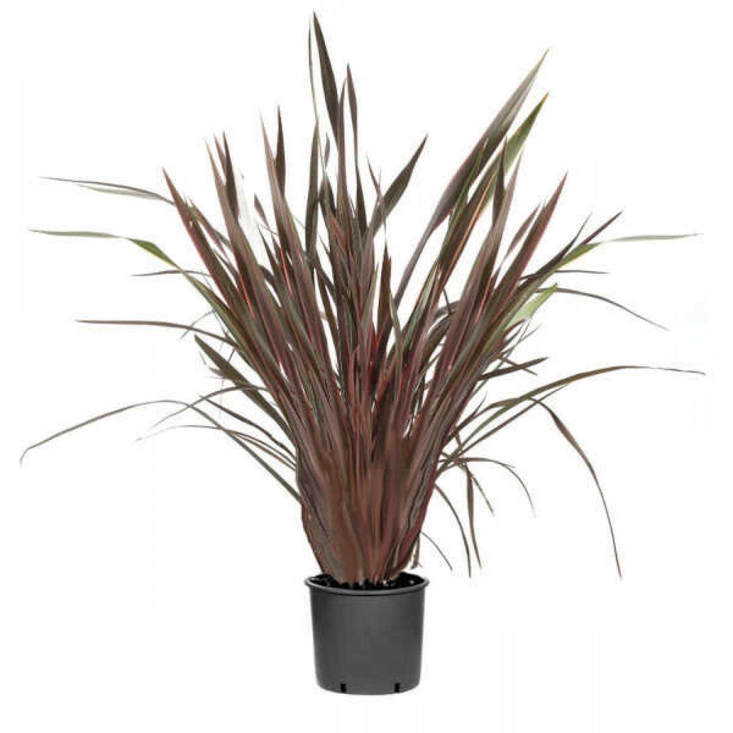 Φόρμια Κόκκινα (Phormium tenax "Purpureum") Φυτά Φυλλώματος