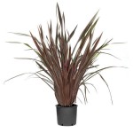 Φόρμια Κόκκινα (Phormium tenax "Purpureum") Φυτά Φυλλώματος