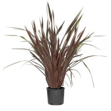 Φόρμια Κόκκινα (Phormium tenax "Purpureum") Φυτά Φυλλώματος