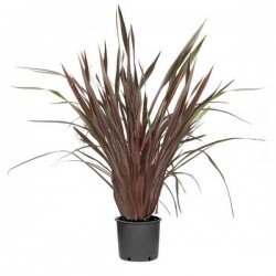 Φόρμια Κόκκινα (Phormium tenax "Purpureum") Φυτά Φυλλώματος
