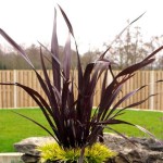 Φόρμια Κόκκινα (Phormium tenax "Purpureum") Φυτά Φυλλώματος