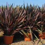 Φόρμια Κόκκινα (Phormium tenax "Purpureum") Φυτά Φυλλώματος