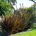 Φόρμια Κόκκινα (Phormium tenax "Purpureum") Φυτά Φυλλώματος