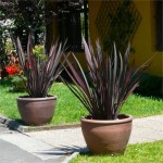 Φόρμια Κόκκινα (Phormium tenax "Purpureum") Φυτά Φυλλώματος