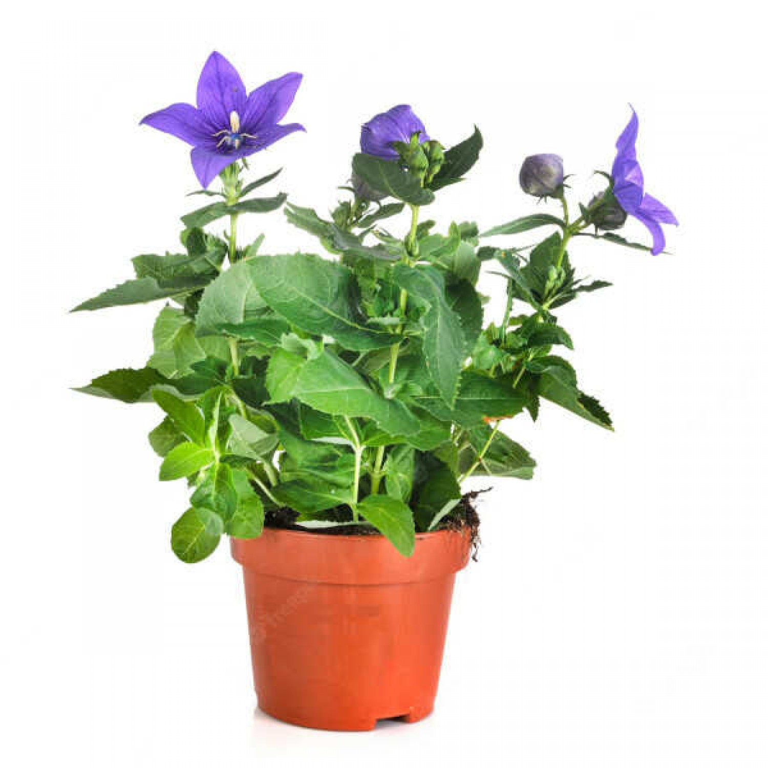 Balloon Flower (Platycodon grandiflorus) Plant | Flowering Plants, Herbaceous Perennials Balloon Flower (Platycodon grandiflorus) Plant | Flowering Plants