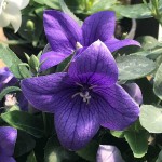 Balloon Flower (Platycodon grandiflorus) Plant | Flowering Plants, Herbaceous Perennials Balloon Flower (Platycodon grandiflorus) Plant | Flowering Plants